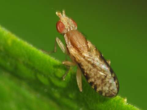 Image of Trypetoptera canadensis (Macquart 1843)