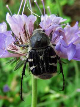 Image of Texas Flower Scarab