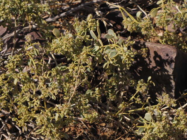 Image of Tetraena decumbens (Delile) Beier & Thulin