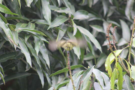 Image of Guianan Tyrannulet