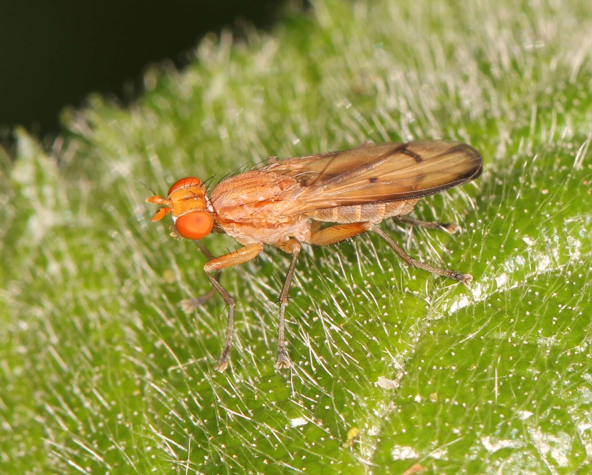 Image de Tetanocera phyllophora Melander 1920