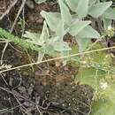 Sivun Wahlenbergia desmantha Lammers kuva