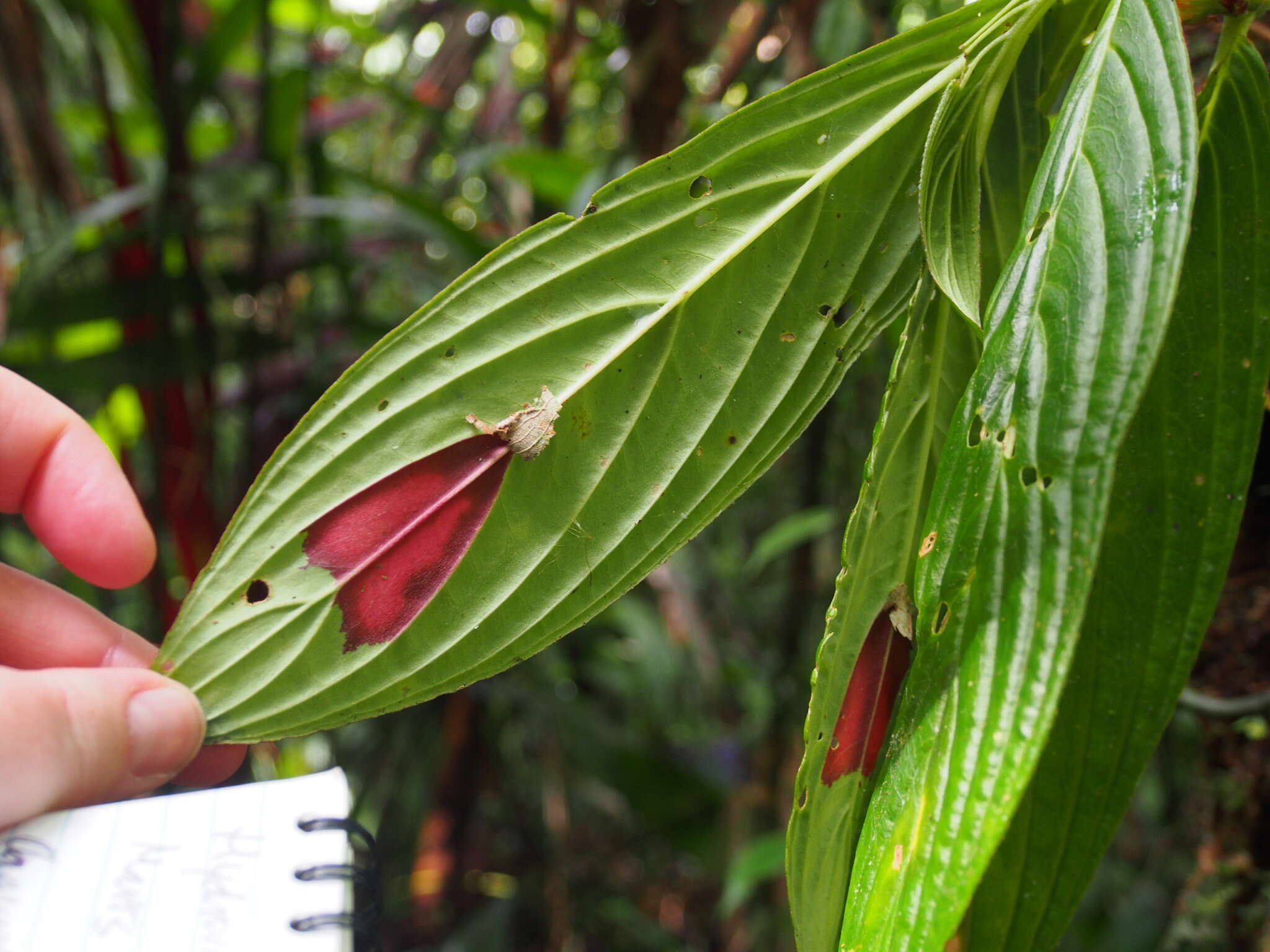 Imagem de Columnea consanguinea Hanst.