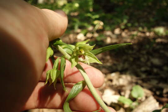 Image of Narrow-lipped helleborine