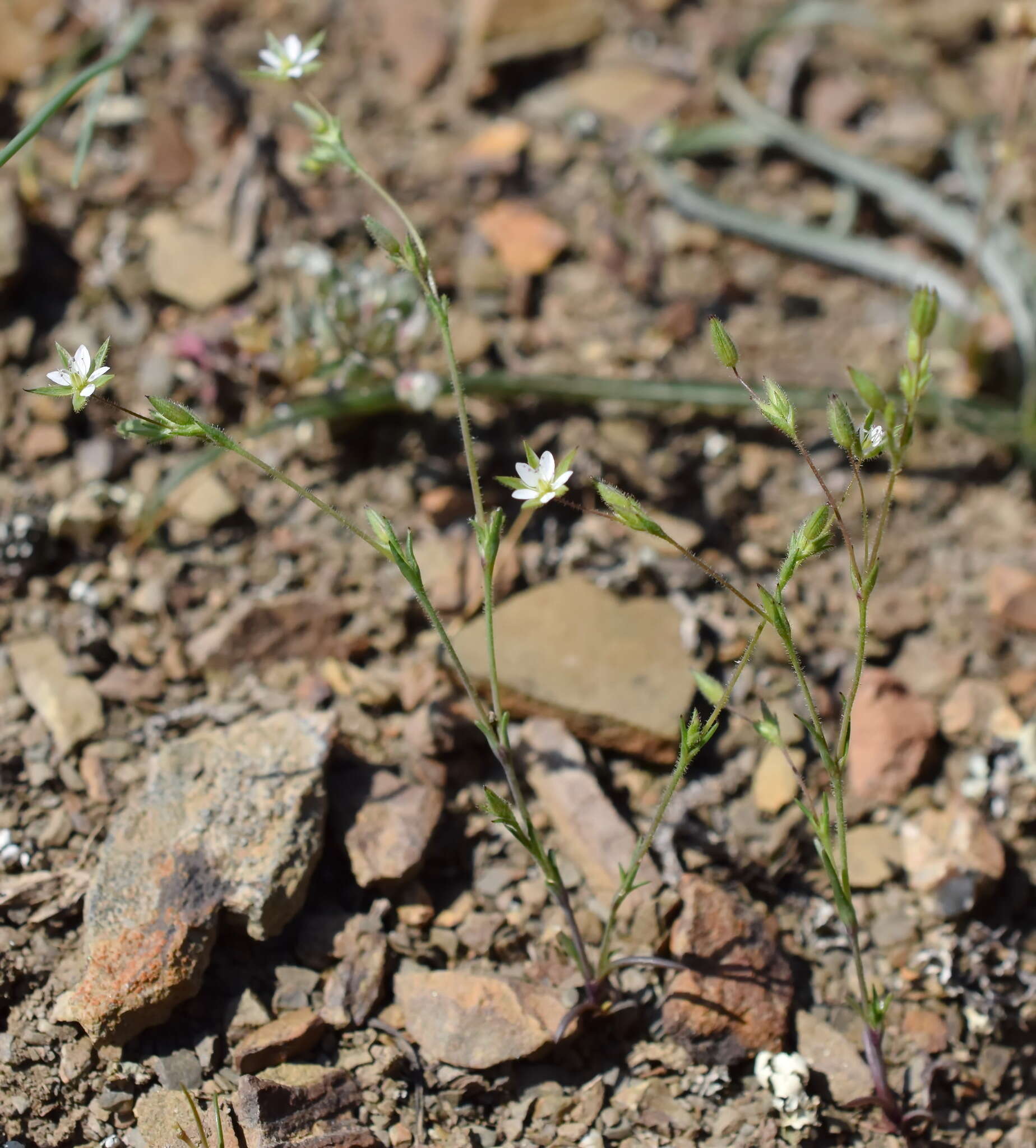 صورة Sabulina tenuifolia (L.) Rchb.