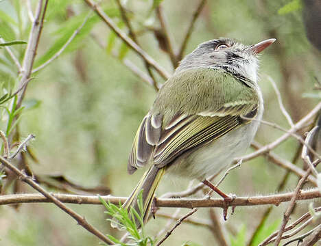 Image of Pearly-vented Tody-Tyrant