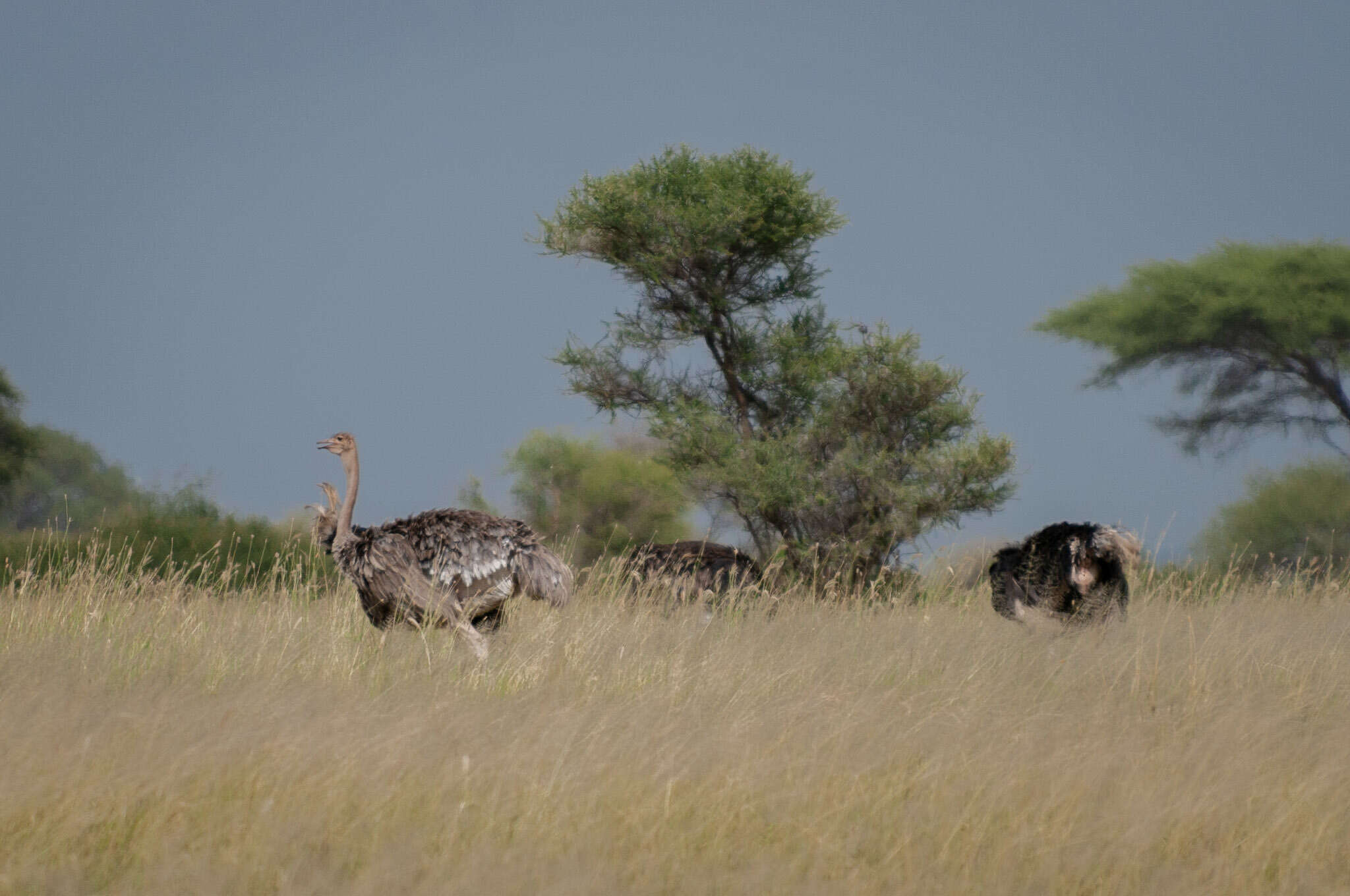 Image of Masai ostrich