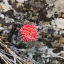 Image of Kleinia stapeliiformis (Phill.) Stapf