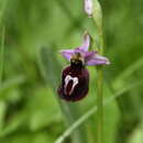 Image de Ophrys ferrum-equinum subsp. ferrum-equinum