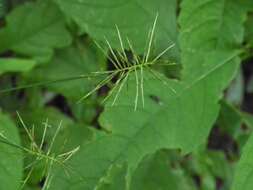 Image of Reflexed Flat Sedge