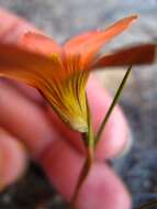 Image of Romulea setifolia var. setifolia