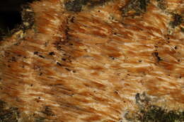 Image of Orchard toothcrust
