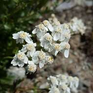 Слика од Achillea erba-rotta All.