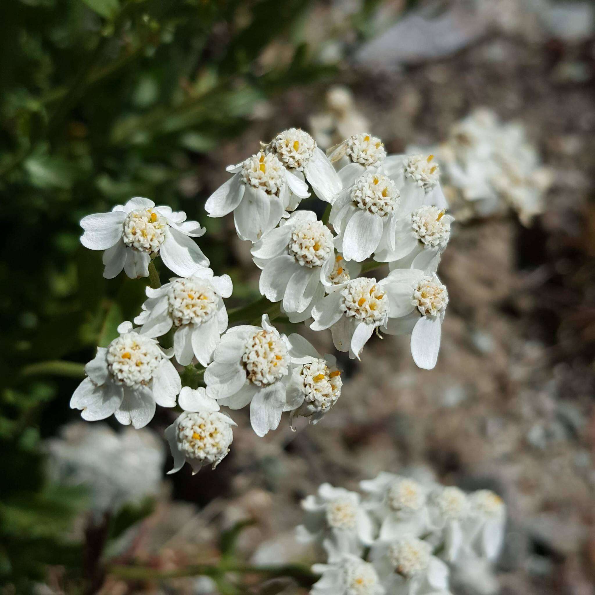 Слика од Achillea erba-rotta All.