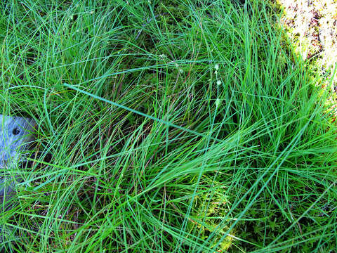 Image of Gray Bog Sedge