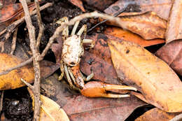 Image of Galápagos Fiddler Crab