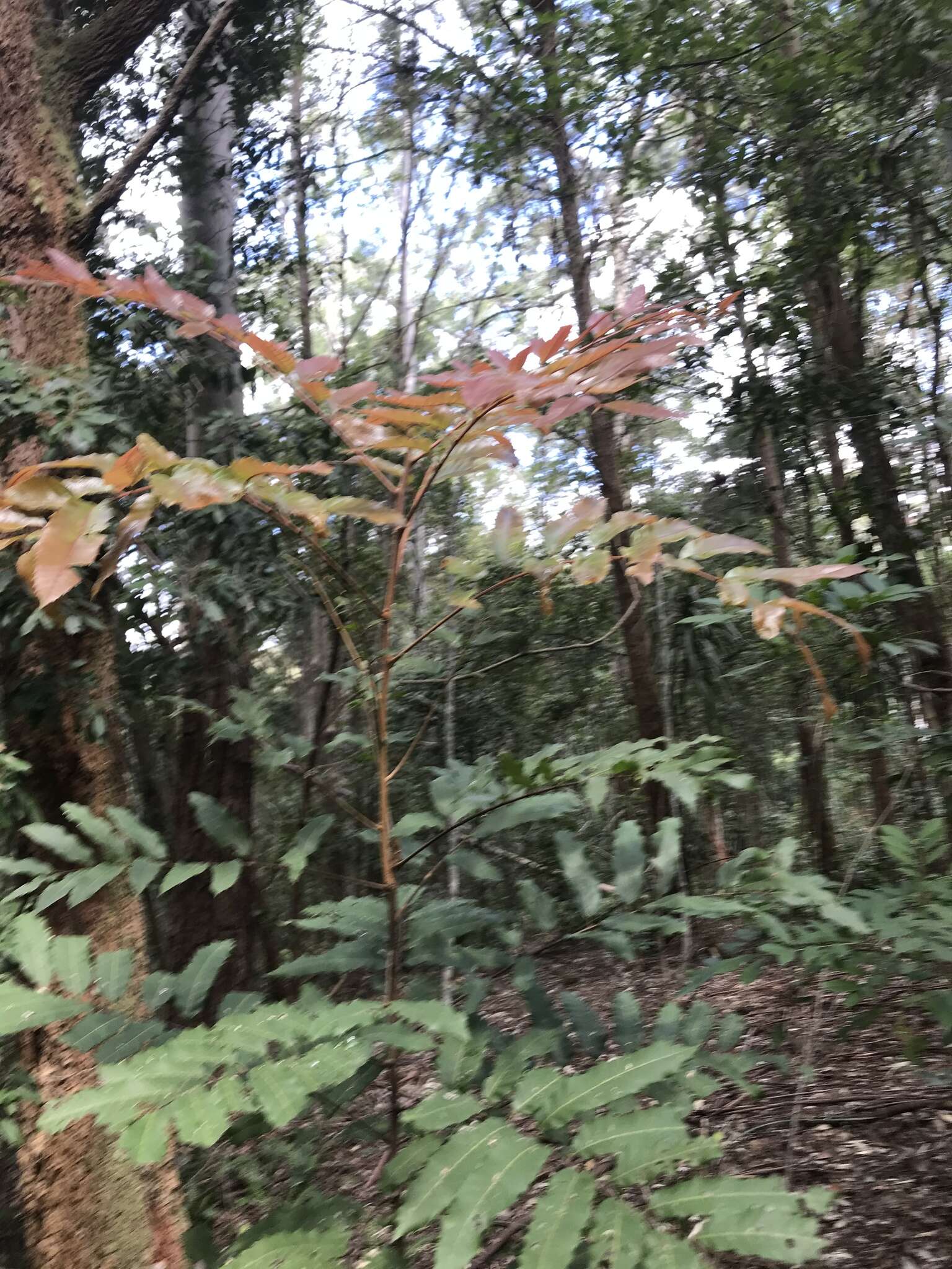 Image of Cupaniopsis newmanii S. T. Reynolds