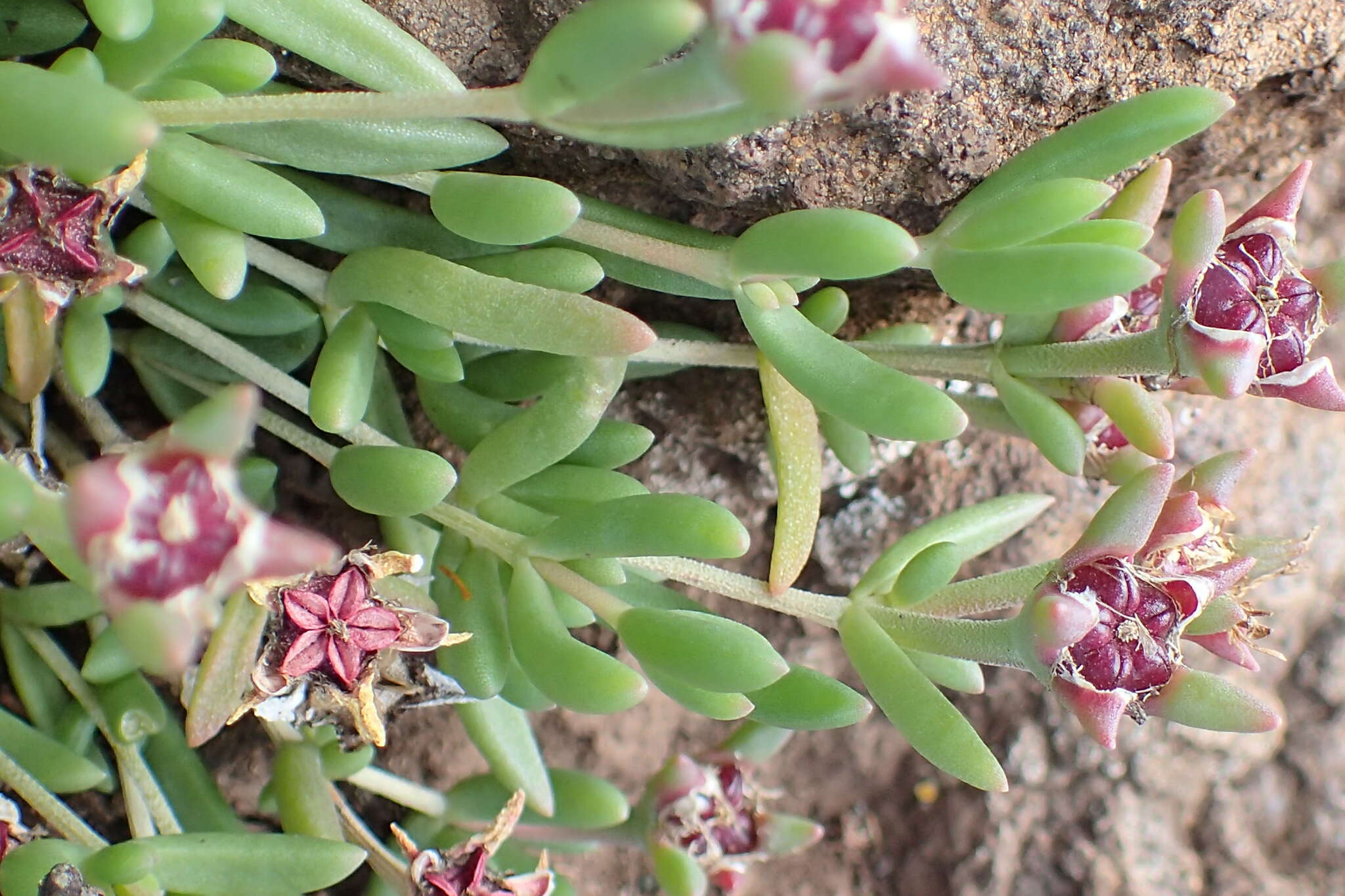 Imagem de Delosperma lavisiae L. Bol.