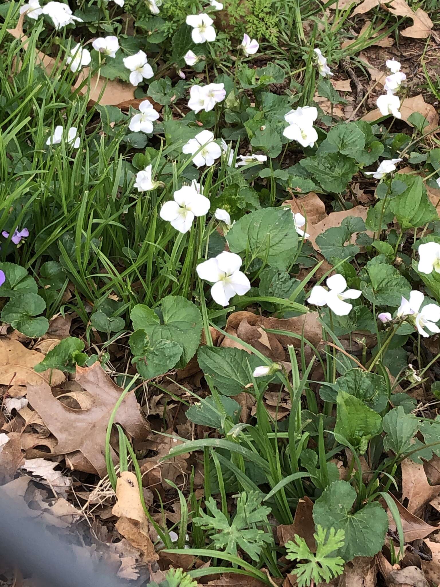 Image of White Violet