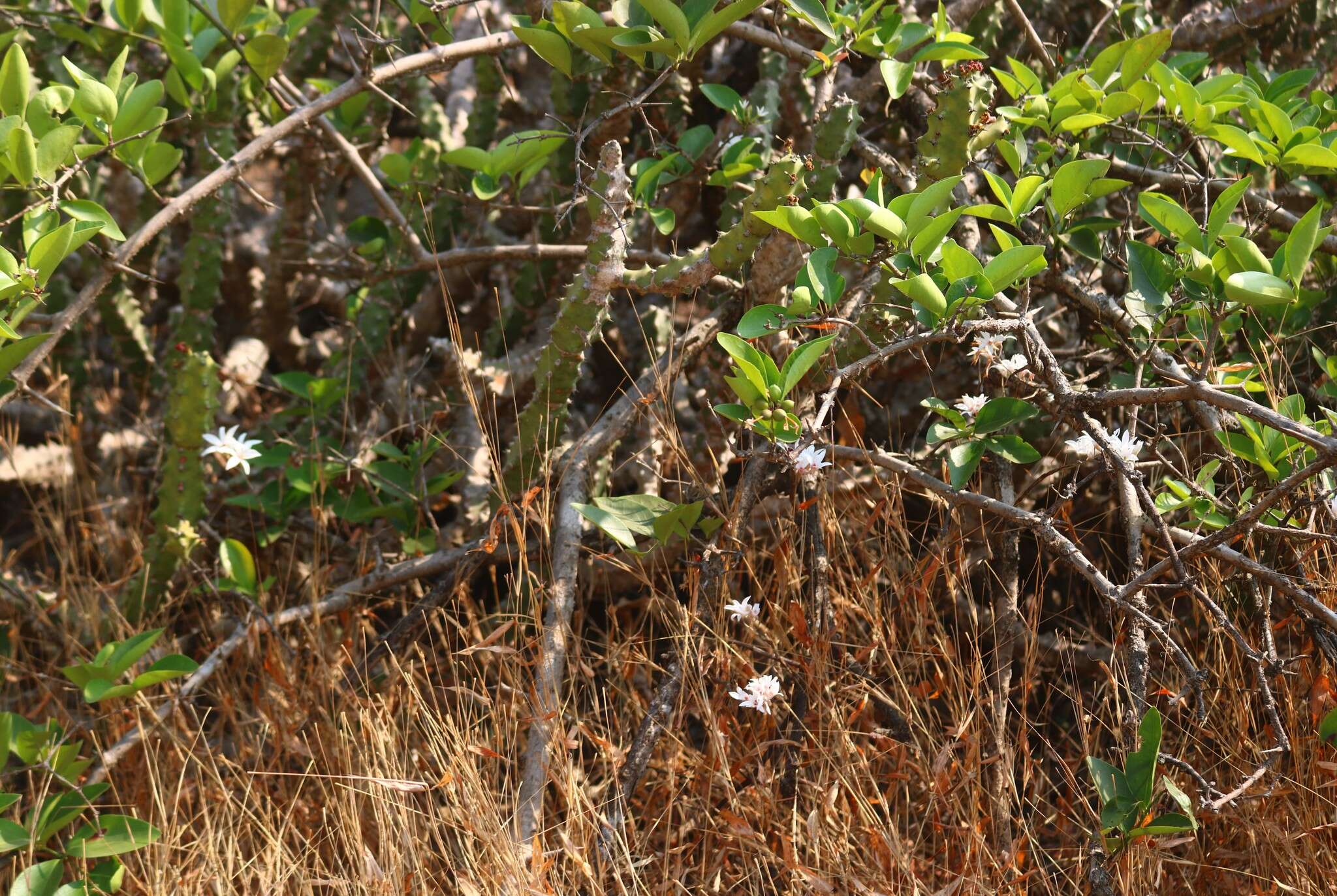 Image of Dendrobium barbatulum Lindl.