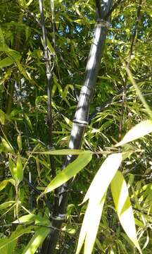 Слика од Phyllostachys nigra (Lodd. ex Lindl.) Munro