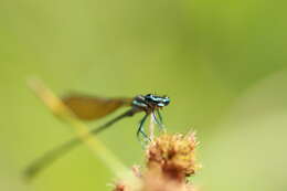 Sivun Allocnemis leucosticta Selys 1863 kuva