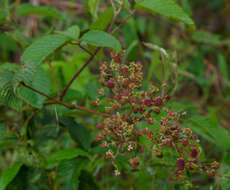 Imagem de Rubus boliviensis Focke