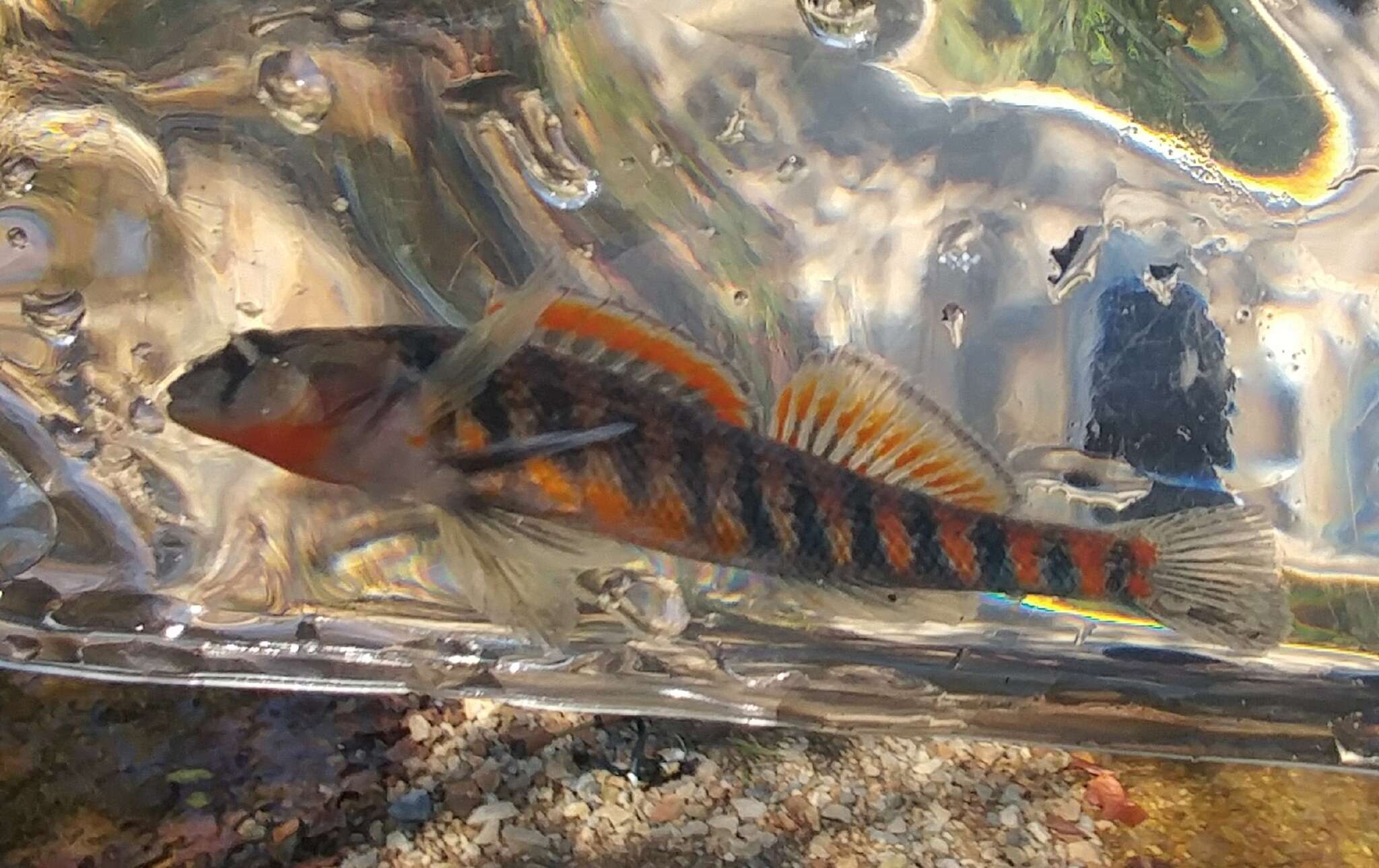 Etheostoma fragi Distler 1968 resmi