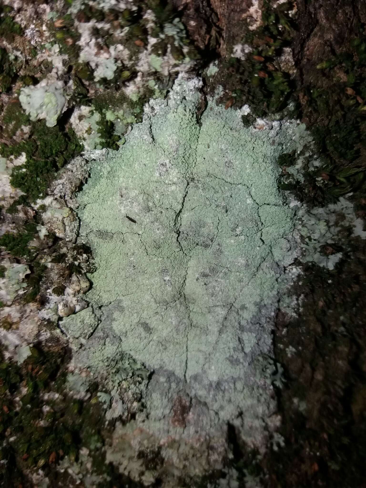 Image of blemished lichen