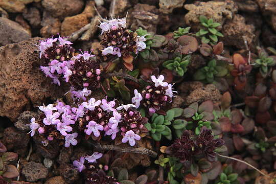 Image de Thymus origanoides Webb & Berthel.