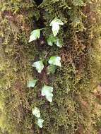Image of Asplenium trilobum Cav.