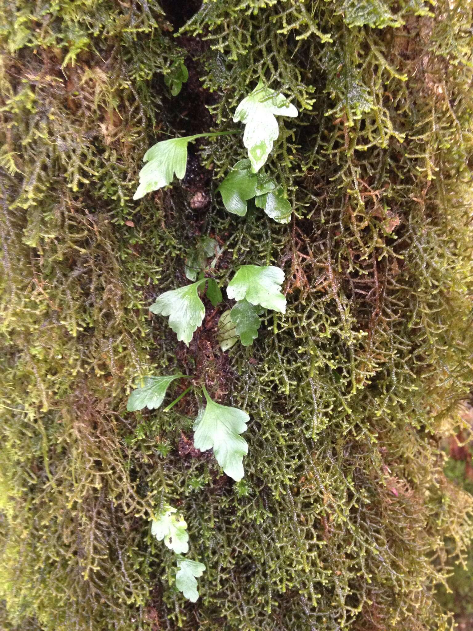 Image of Asplenium trilobum Cav.