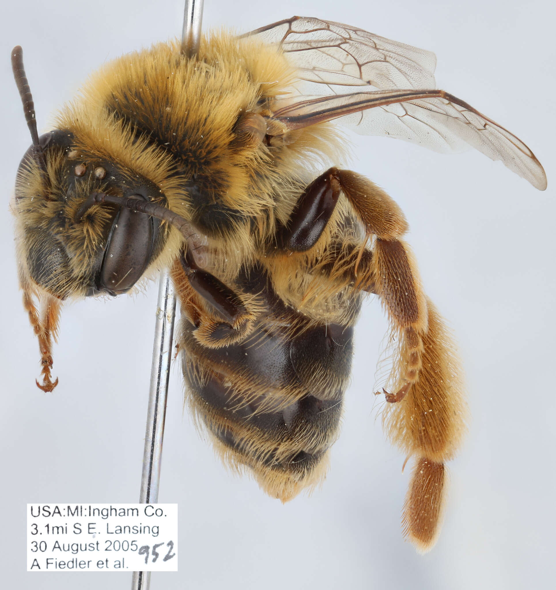 Image of Sunflower Andrena