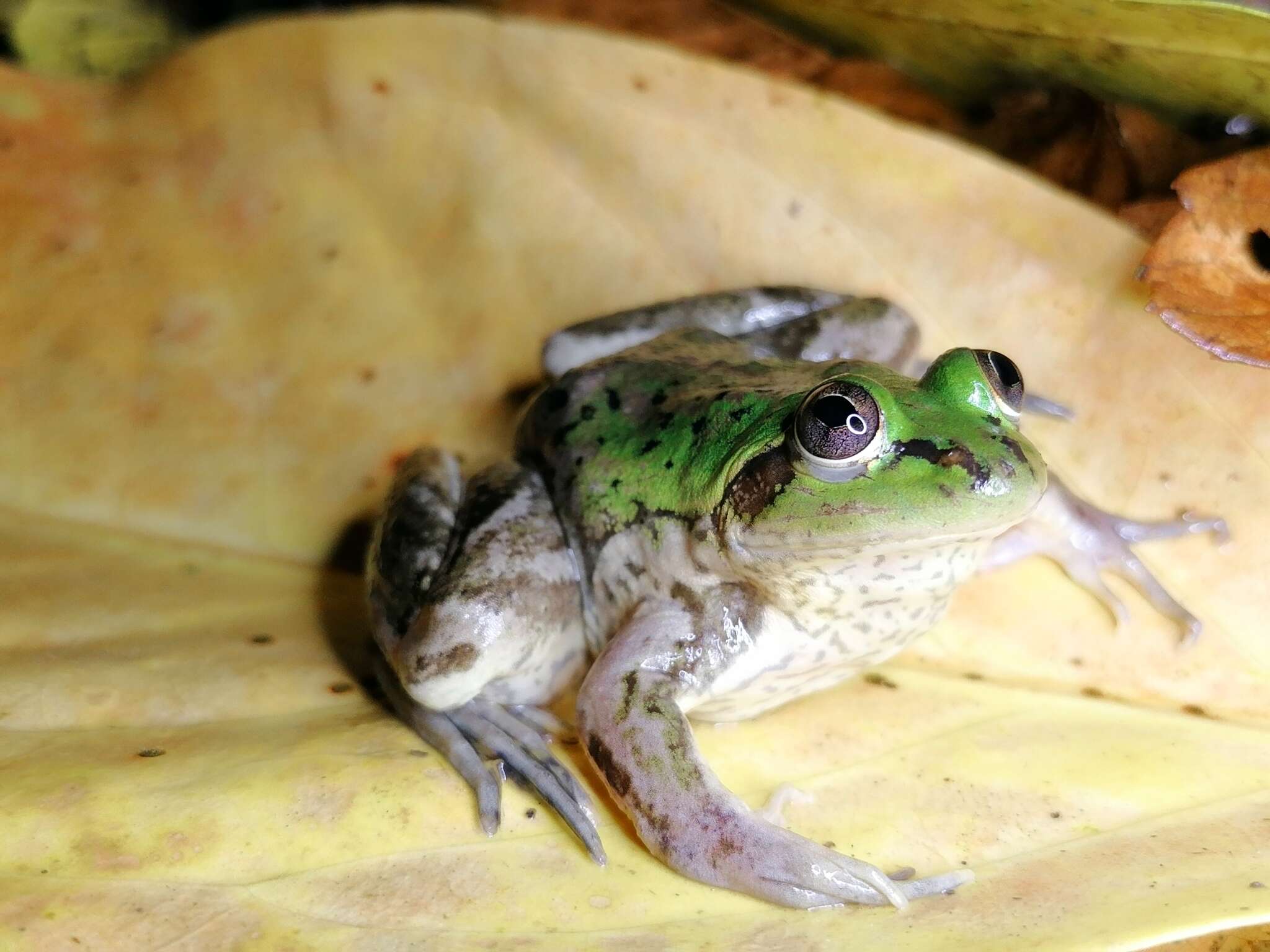 Image of Paradoxical Frog