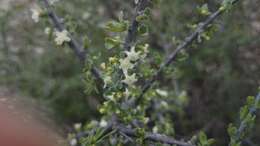 Imagem de Citharexylum brachyanthum (A. Gray ex Hemsl.) A. Gray