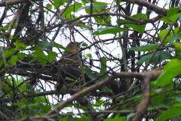 Image of Spot-breasted Thornbird