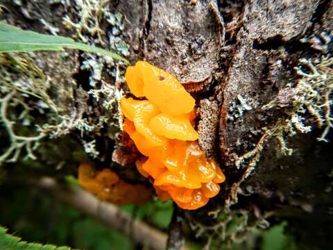 Imagem de Dacrymyces chrysospermus Berk. & M. A. Curtis 1873