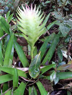 Image of Vriesea erythrodactylon (É. Morren) É. Morren ex Mez