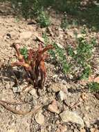 Image of Galium broomrape