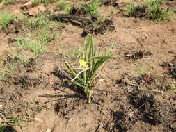 Image of Hypoxis acuminata Baker