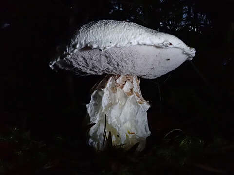 Image of snowy bolete