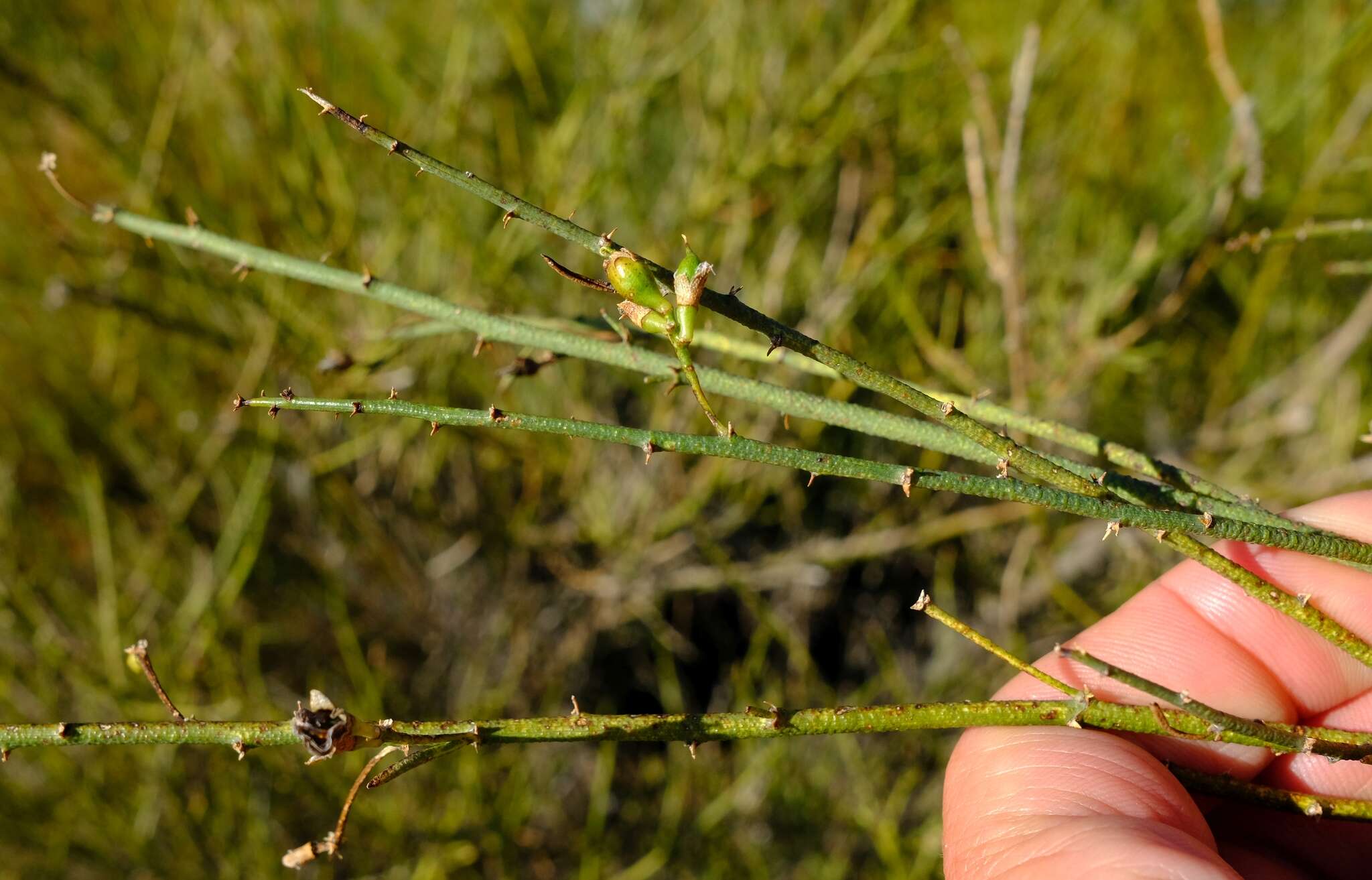 Image de Psoralea verrucosa Willd.