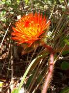 Image of Gomphrena arborescens L. fil.