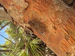 Image of Cicada cretensis Quartau & Simoes 2005