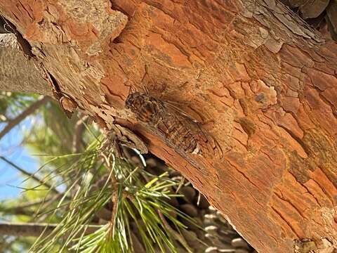 Image of Cicada cretensis Quartau & Simoes 2005