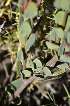 Image of Tristerix verticillatus (Ruiz & Pav.) Barlow & Wiens