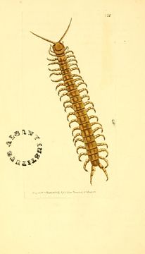 Image of Florida Keys Centipede