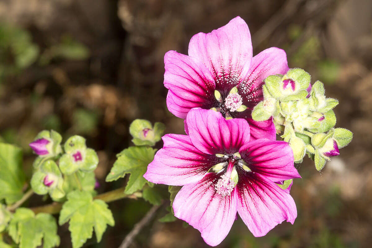 Imagem de Malva arborea (L.) Webb & Berth.