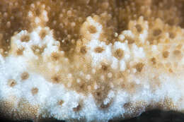 Image of pore coral