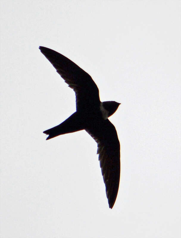 Image of White-collared Swift